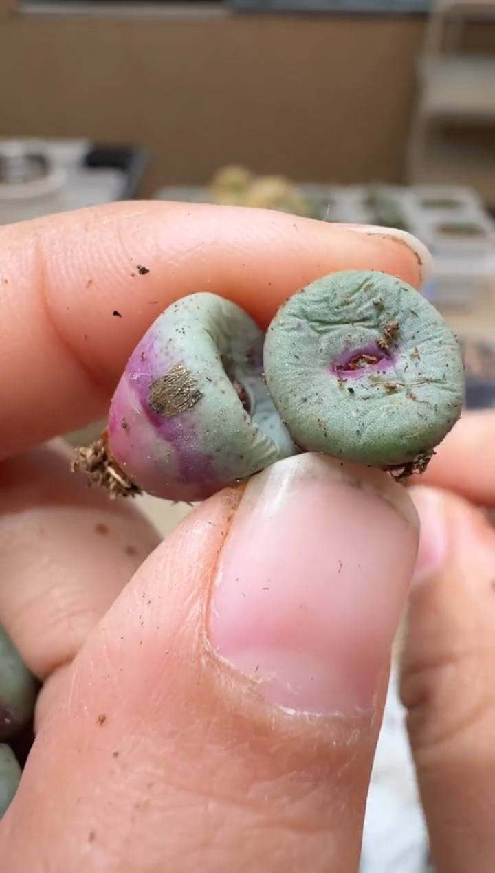 半**光10-119多肉植物肉锥