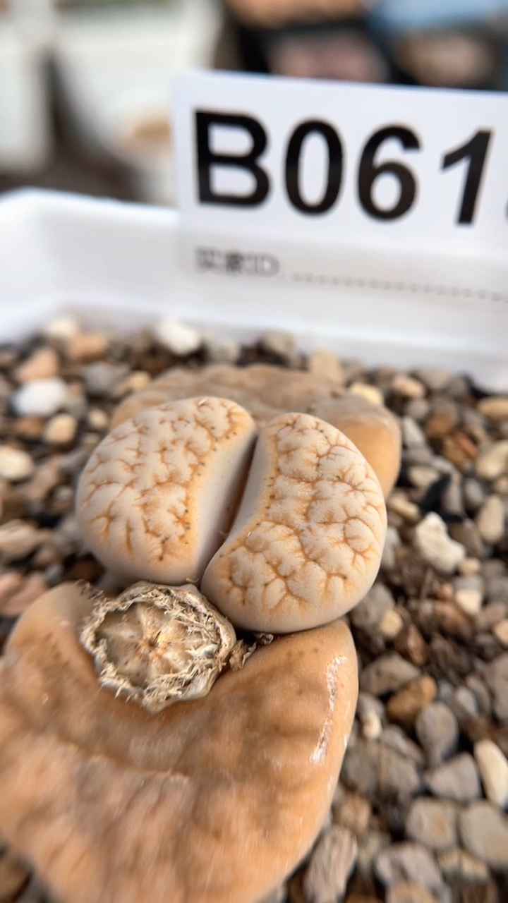 【闪购商品】0618直播一物一拍