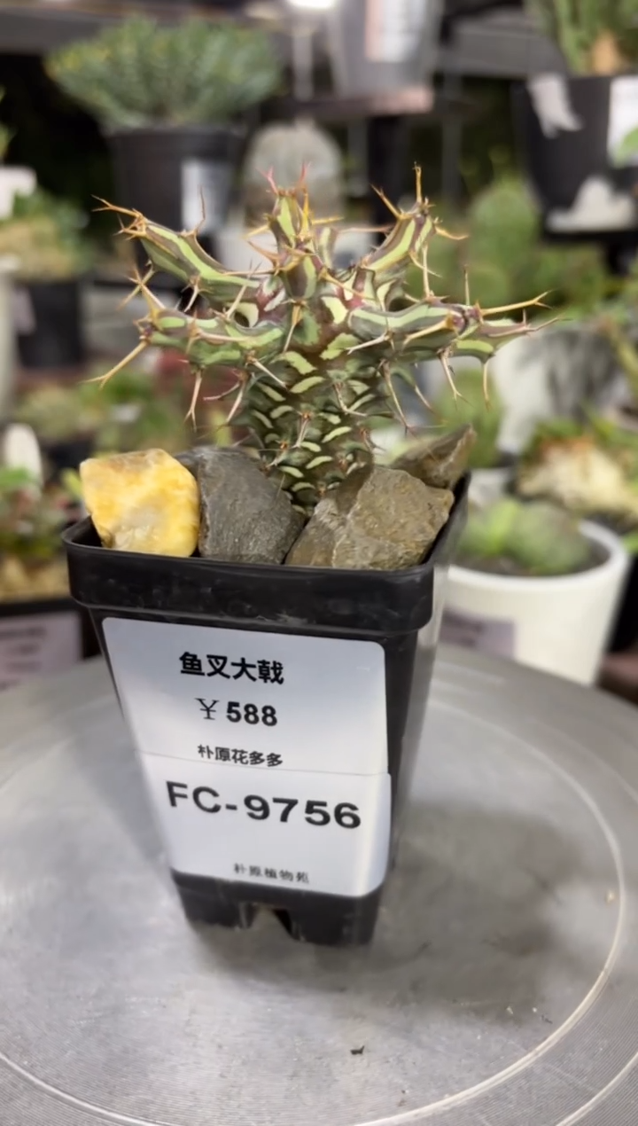 鱼叉大戟FC-9756