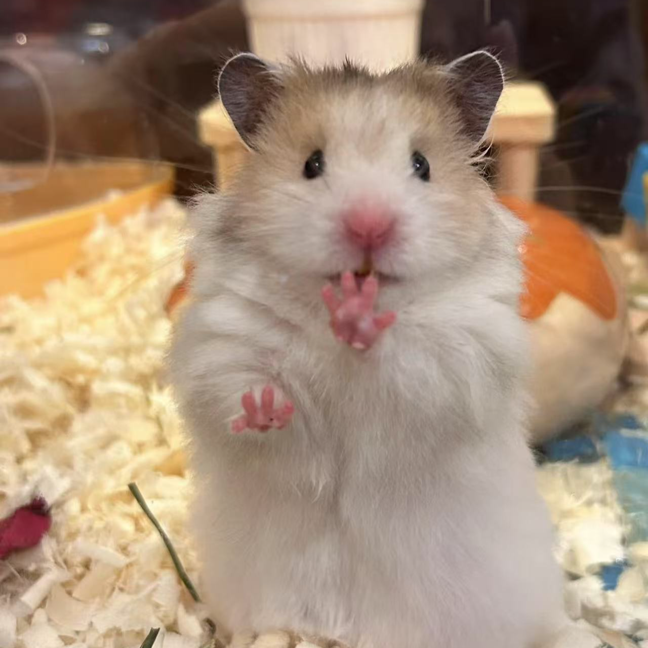 家养优质长毛短毛金丝熊