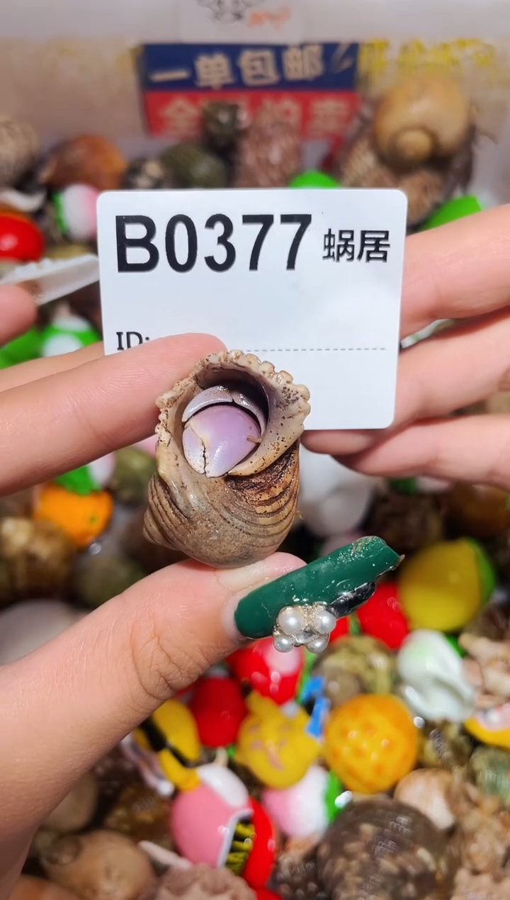 陌派甄选寄居蟹0377