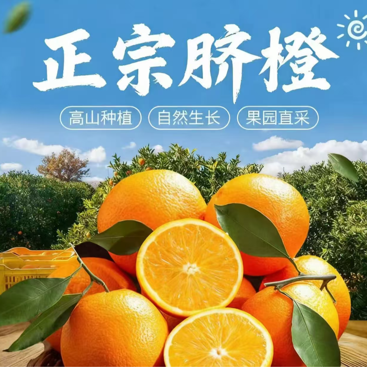 【试吃三个】正宗高山脐橙新鲜采摘不催熟多仓发货9-10斤果王 DM