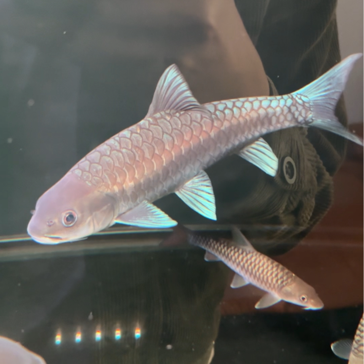 【拍一发五】保山异口蓝吉罗纯野生云南缅甸观赏鱼吉罗红吉罗金吉罗