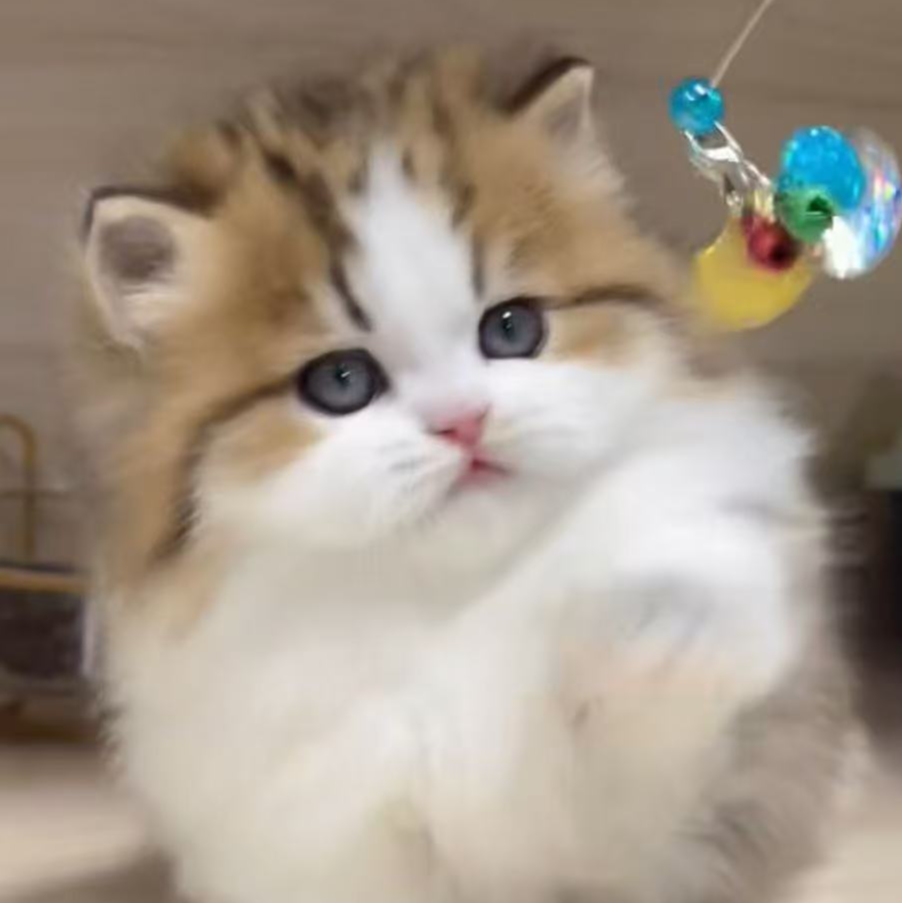 【不二萌宠】猫咪全款下单链接