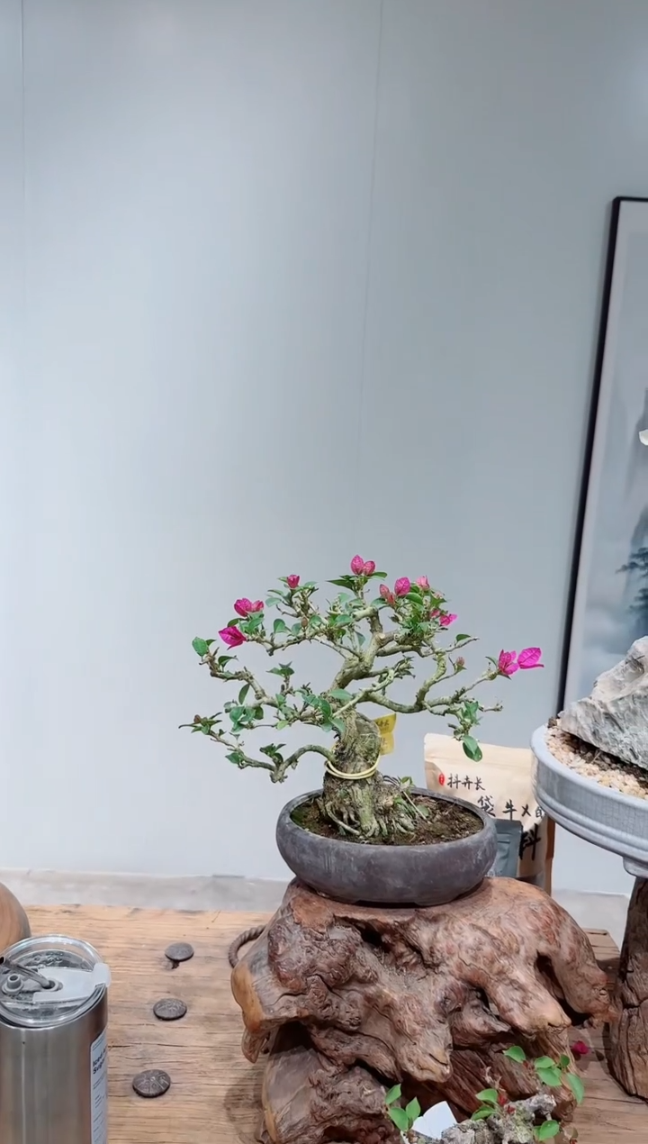 无花朵牛***人三角梅小叶紫