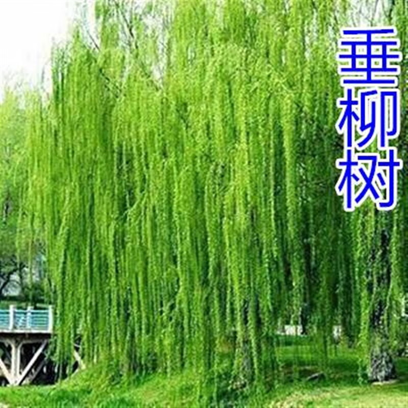 柳树苗垂柳苗黄金柳金丝垂柳河堤公园垂柳小苗占地工程绿化苗木