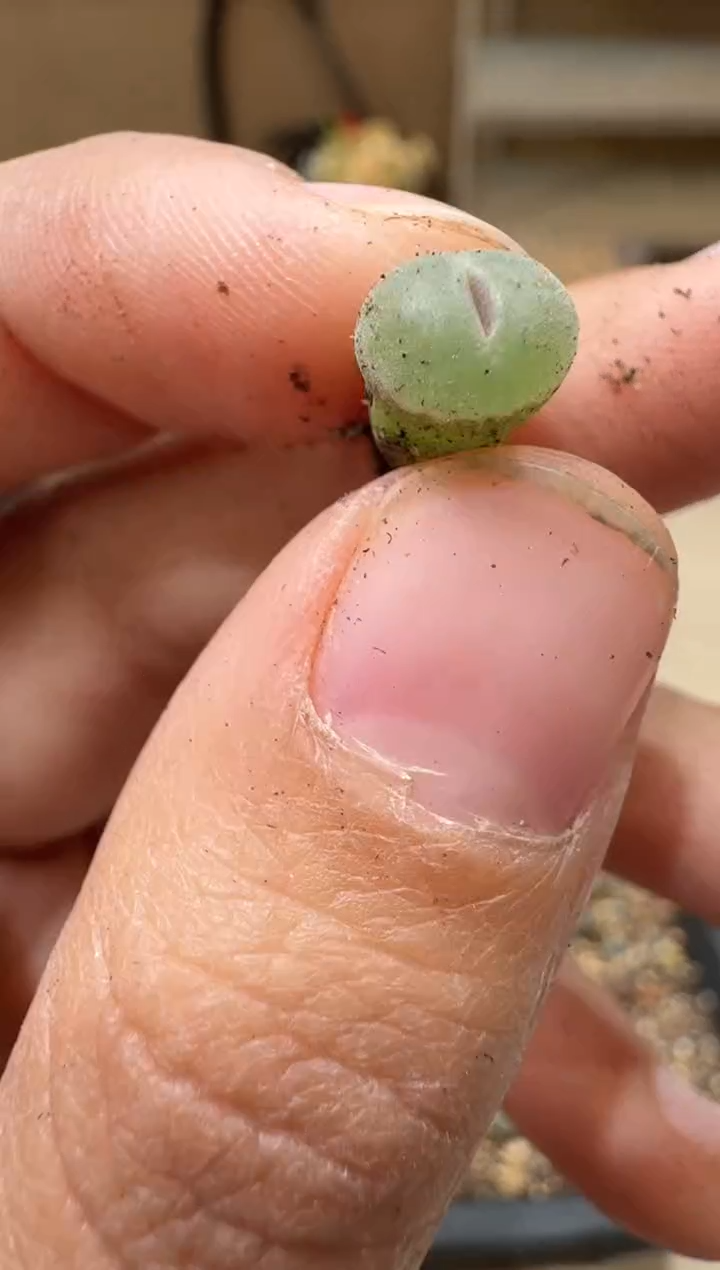 多肉植物肉锥3-28