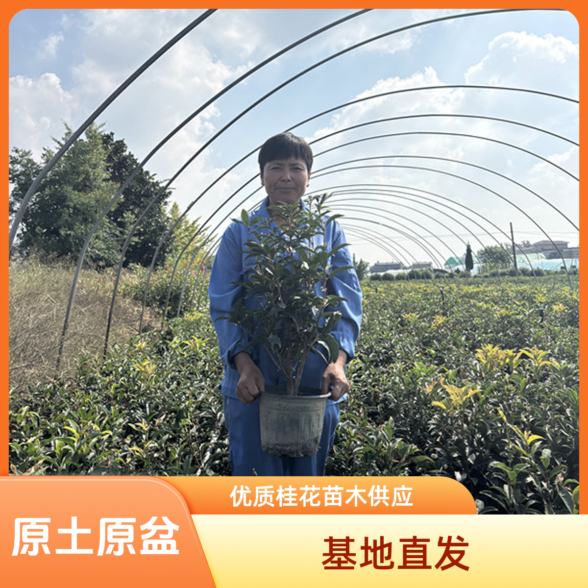 佛顶珠四季桂花树开花香气宜人室内室外皆可精品原生苗