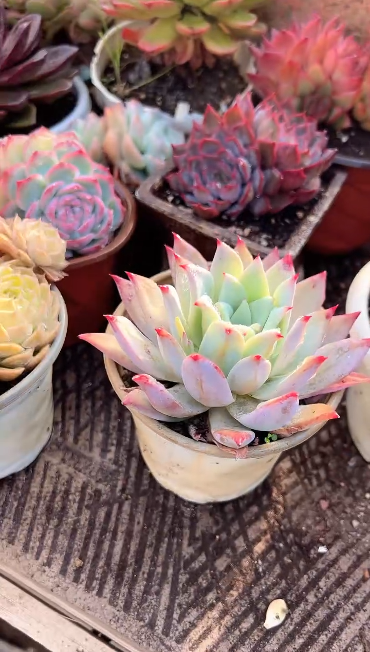 沙多肉植物一物一拍30231