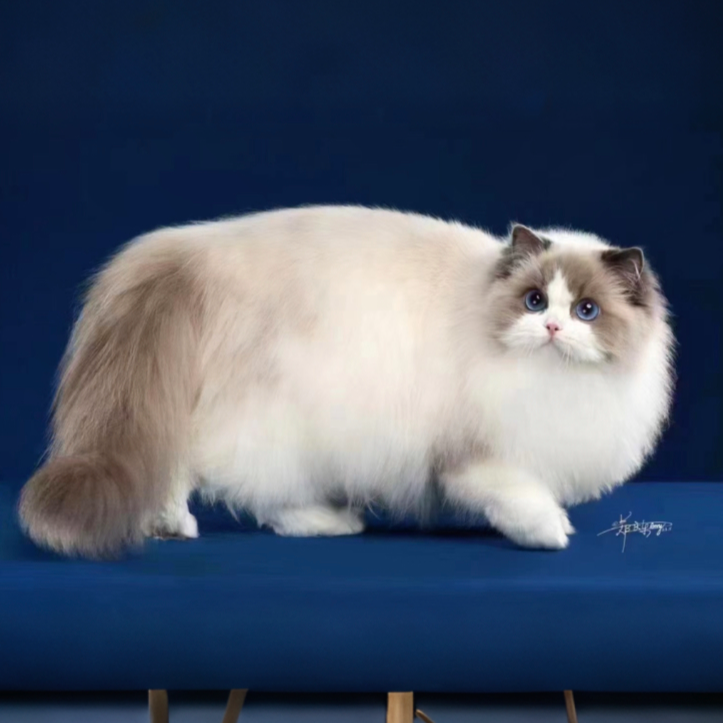 【星星家】精品布偶猫