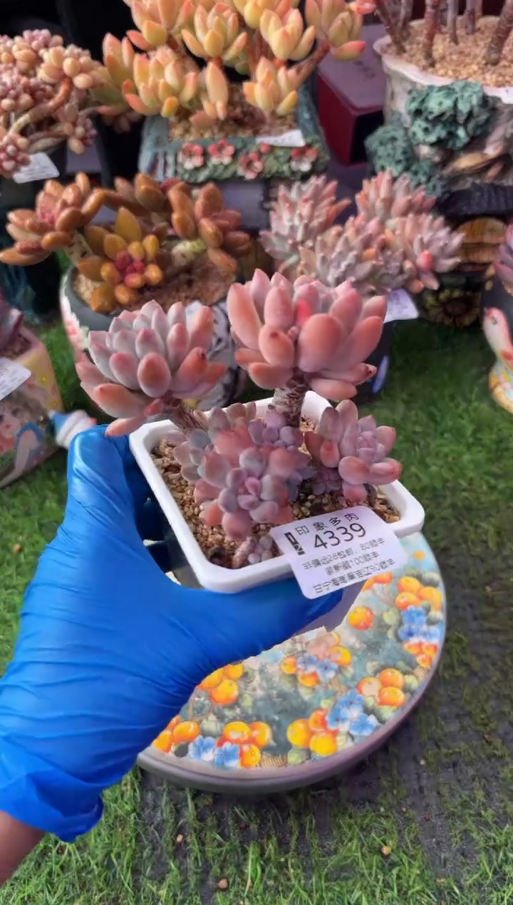 昆明印象多肉4339