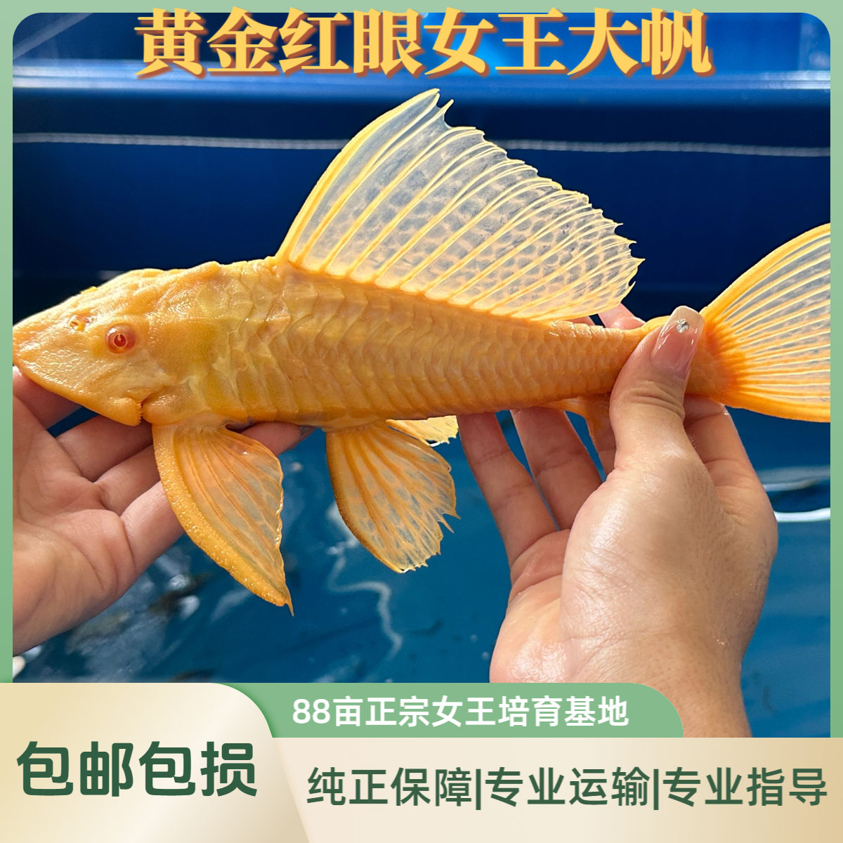 【正宗红眼】黄金女王大帆红眼清道夫淡水清洁鱼除青苔褐藻不吸鱼赏