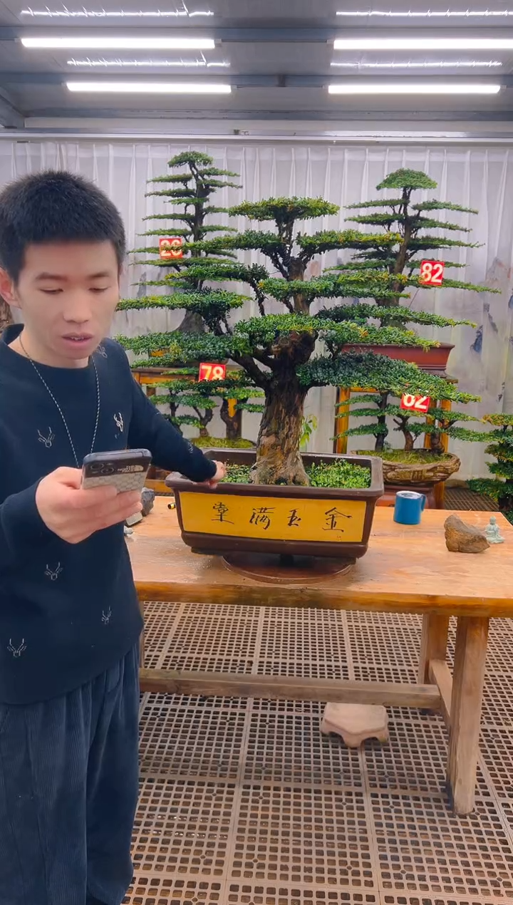 无花朵一**往精品盆景直播间一物一拍