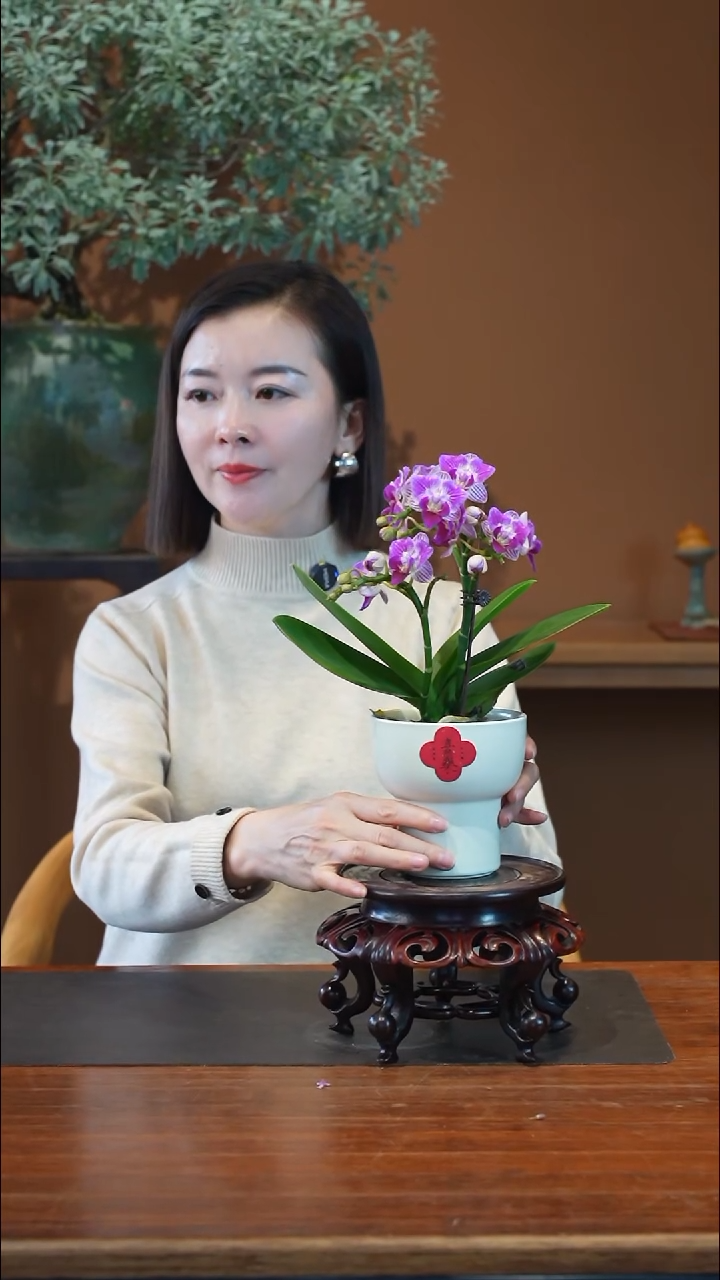 全部花朵小美人盆景盆景