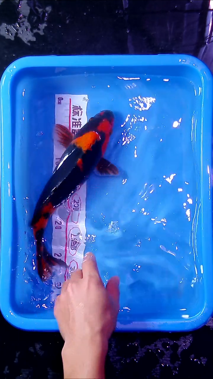 锦鲤直播间菁选 对版发货  09