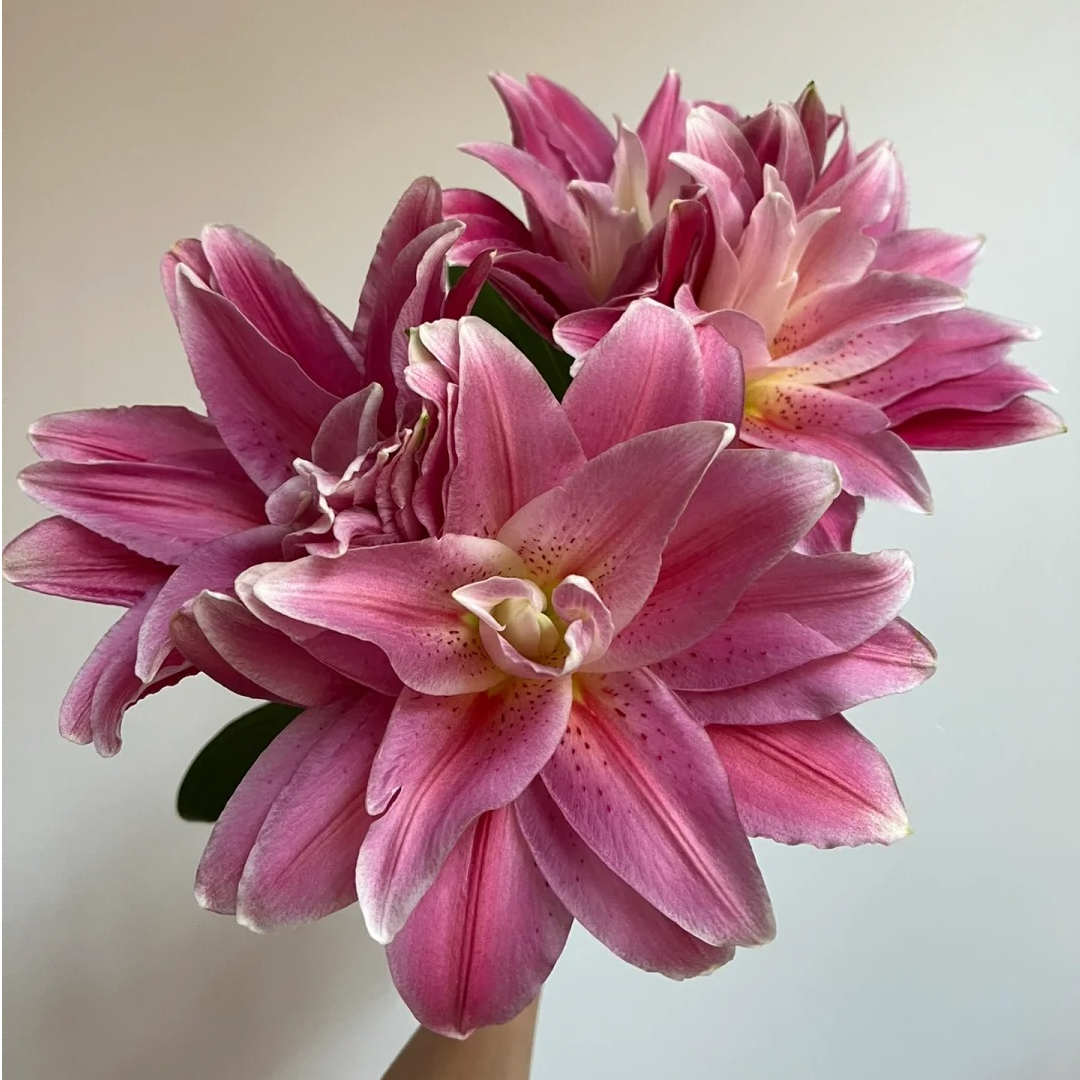 【福利爆款】 茱莉娅重瓣百合 重瓣百合 店铺现货包邮 鲜花鲜切花