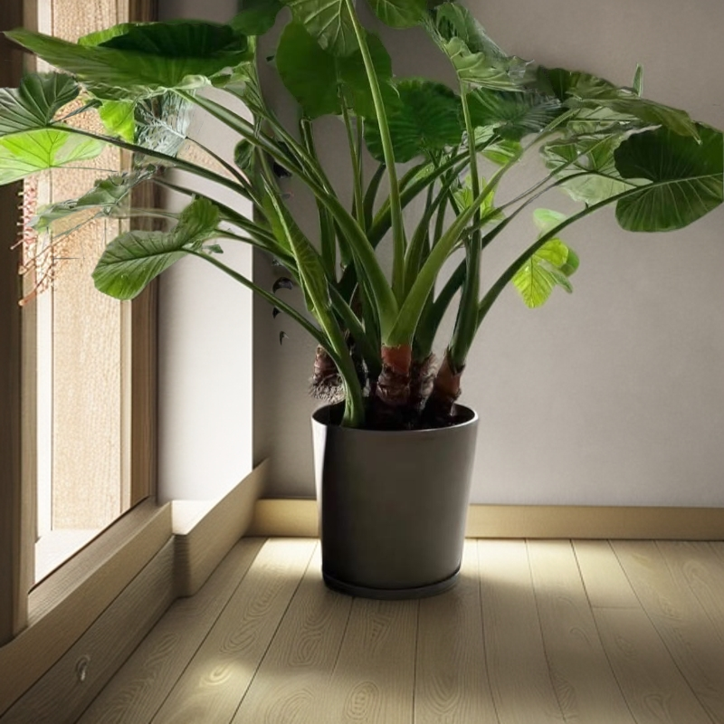 大叶滴水观音盆栽霸王芋室内吸醛庭院植水培土培绿植净化空气盆栽