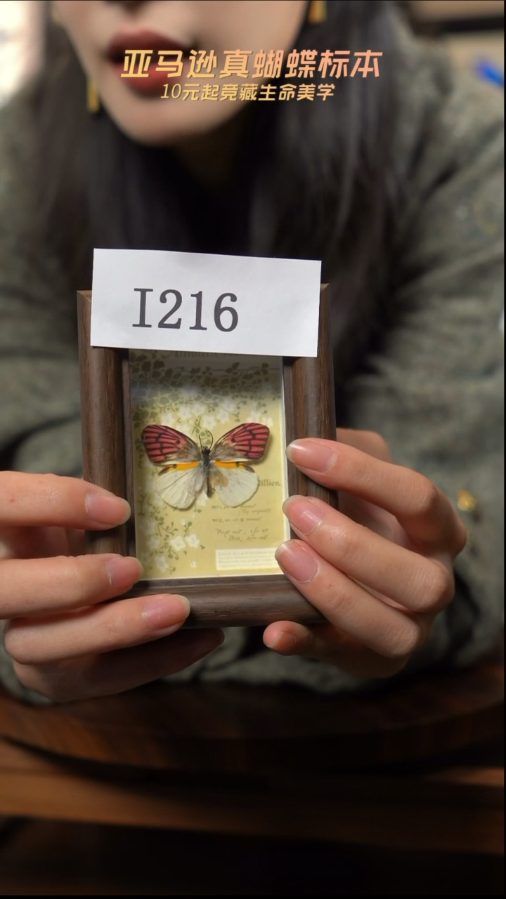 冰箱贴标本摆件i216