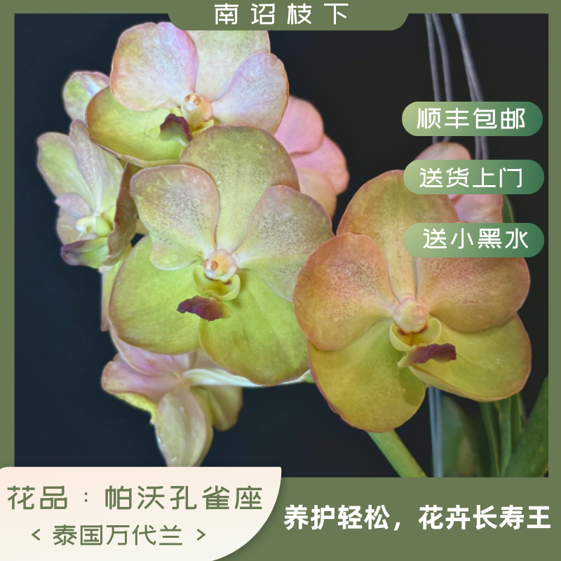 【南诏特级】泰国帕沃（孔雀座）万代兰，花大艳丽，爆花量大，花期长