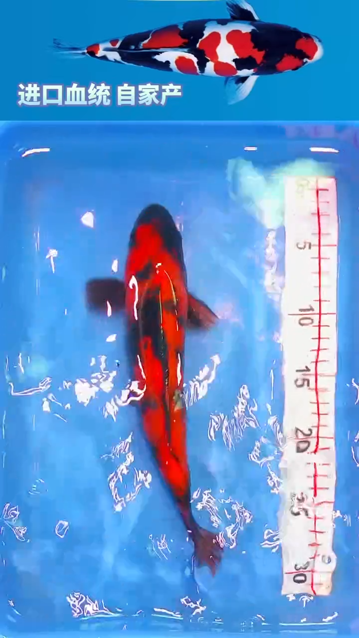 锦鲤福鲤源精选--36