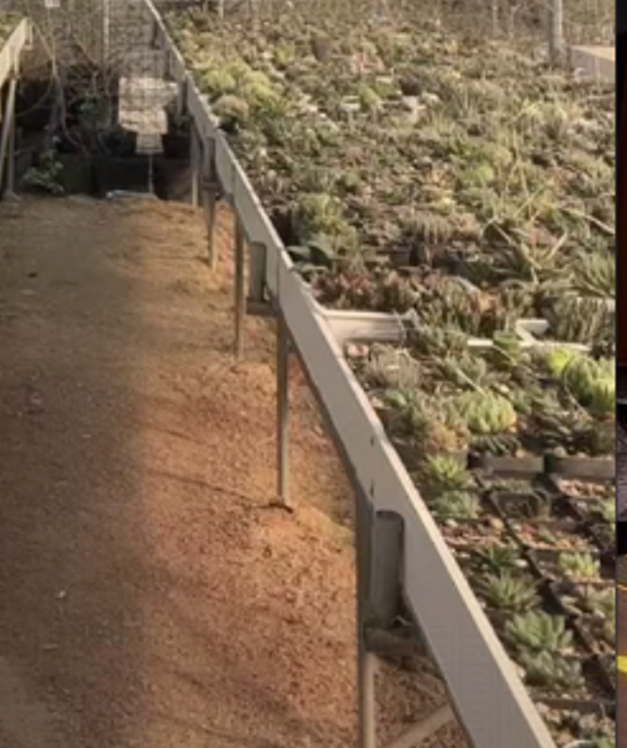 二妹园艺【  1盆  随机玉露   实生根 】带盆土随机发货