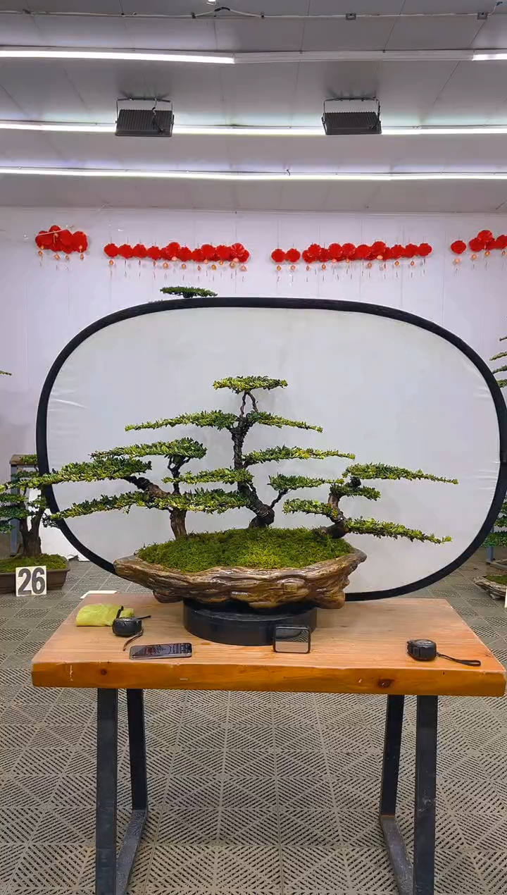 【闪购商品】盆景1