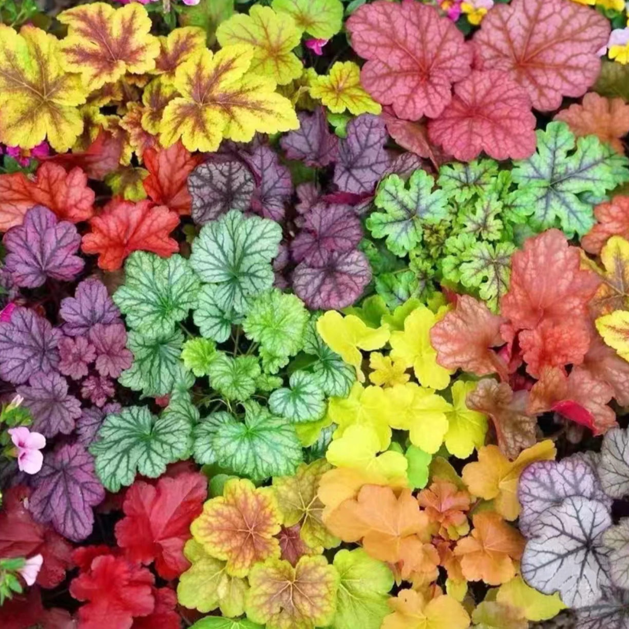 【多彩矾根】随机颜色110盆彩叶矾根盆栽四季常青耐阴庭院花园地栽