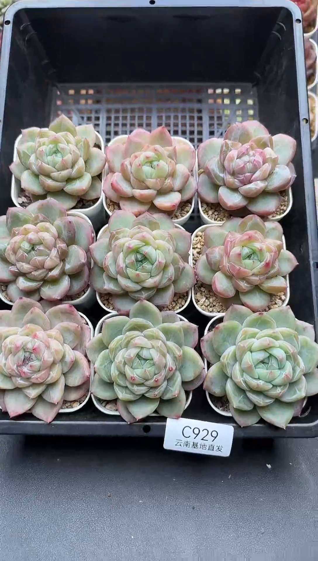 珍妮杂交多肉C929