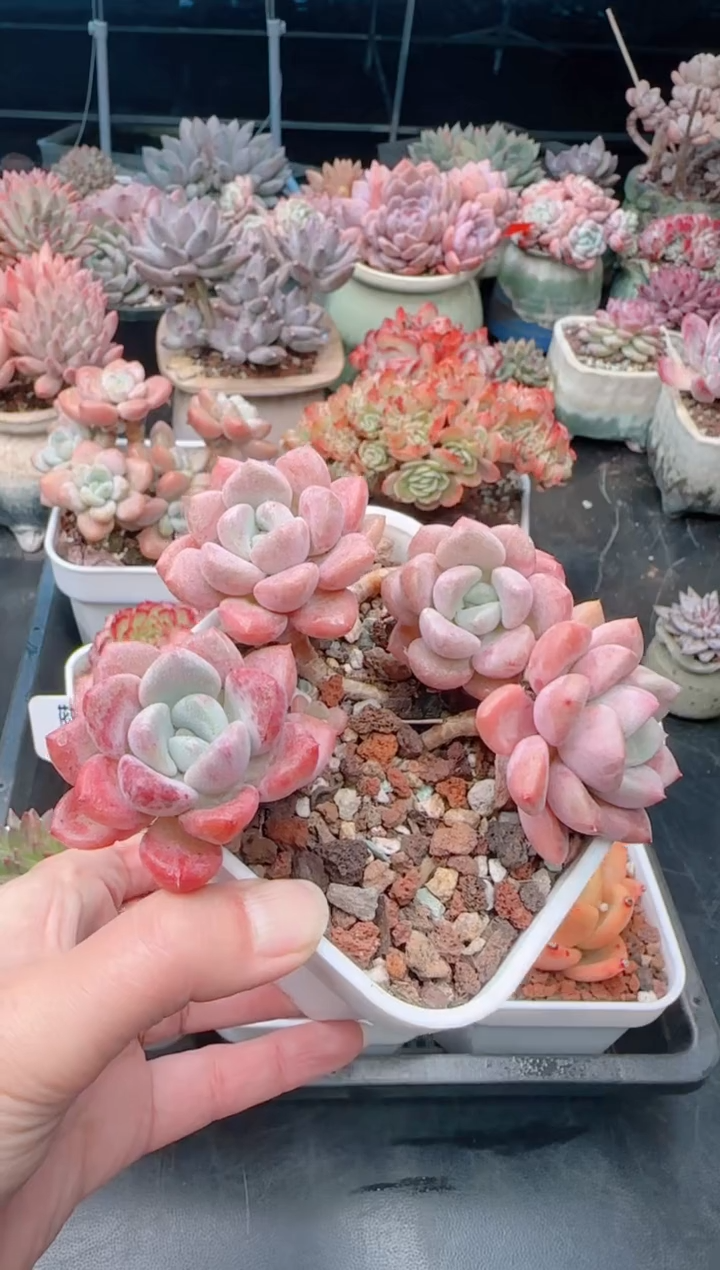 【闪购商品】6927花斑鹿