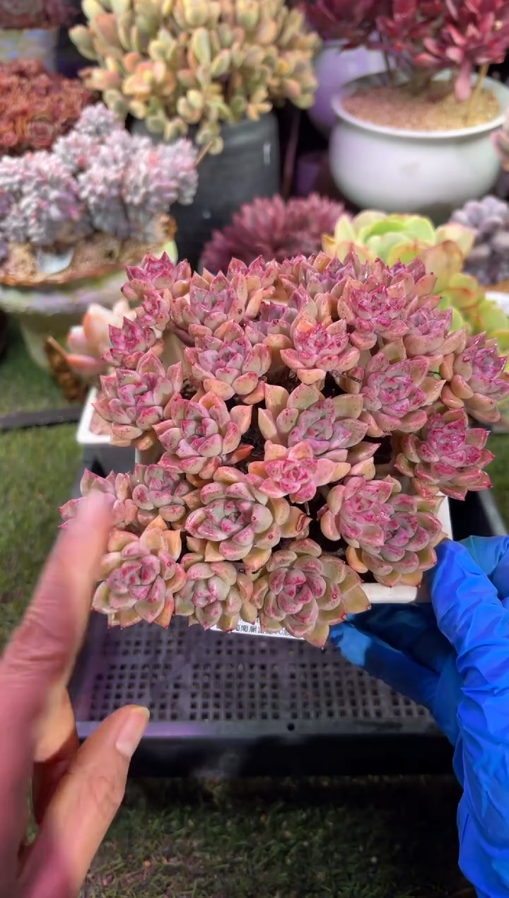 【闪购商品】04554