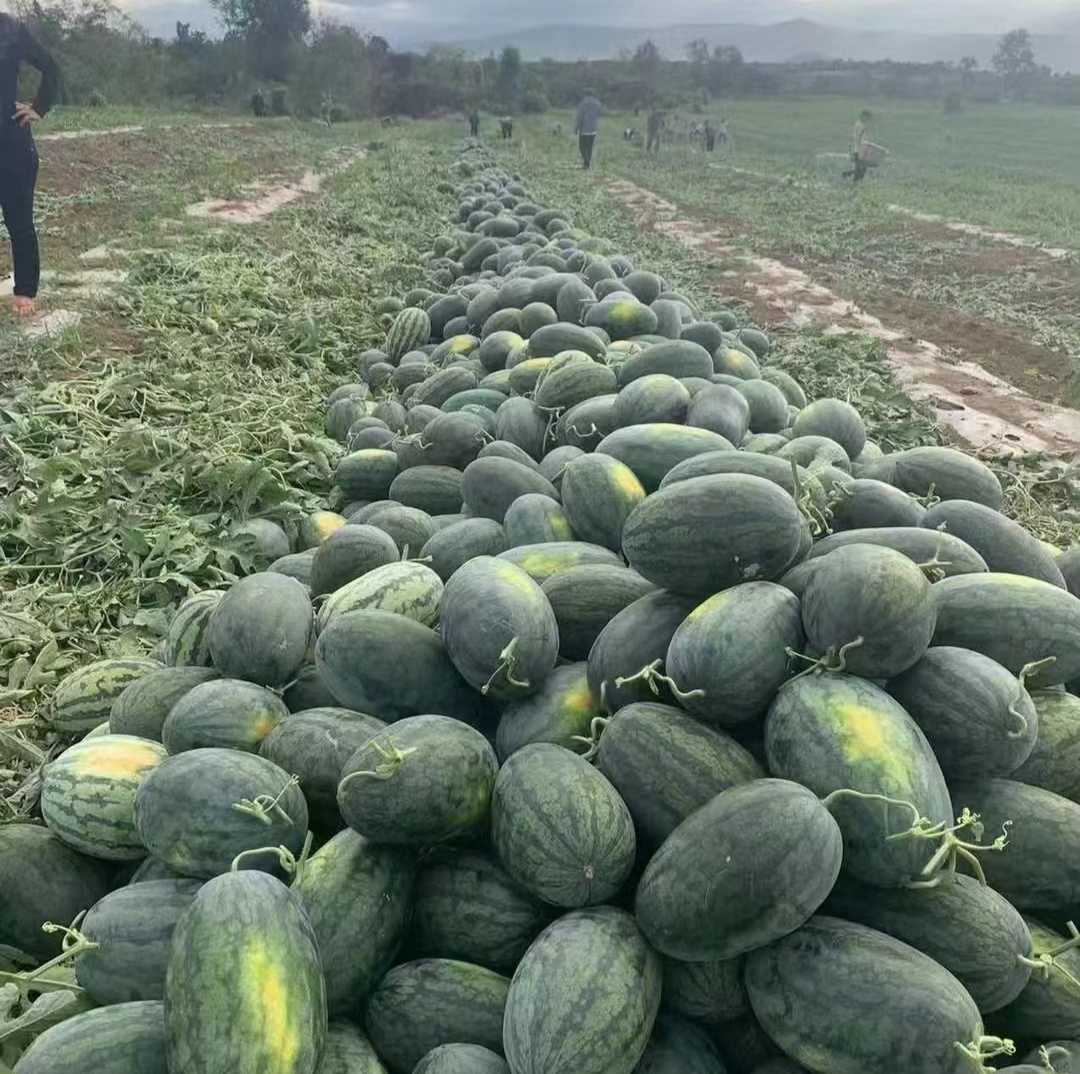 广西新鲜黑美人西瓜当季水果多汁甜沙瓤产地新鲜现摘一整箱甜西瓜