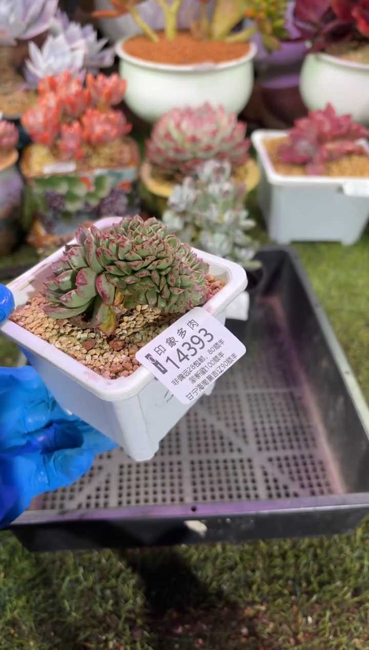 【闪购商品】14393