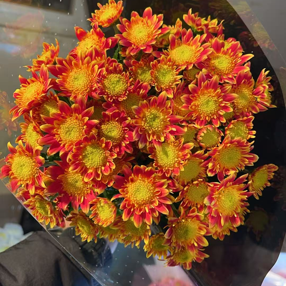 旭日 小雏菊全店任意N单一个运费