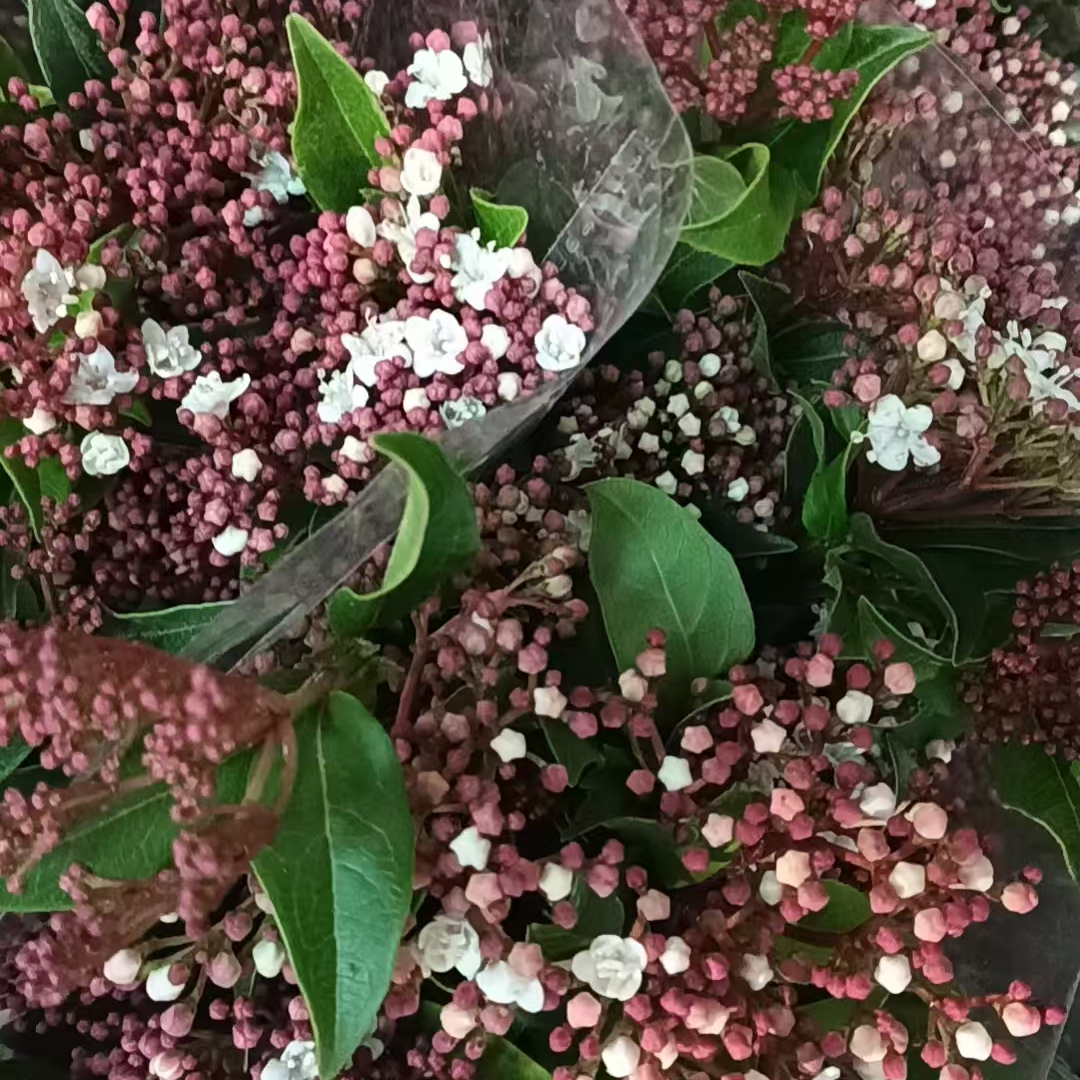 荚米花鲜切花鲜花混搭