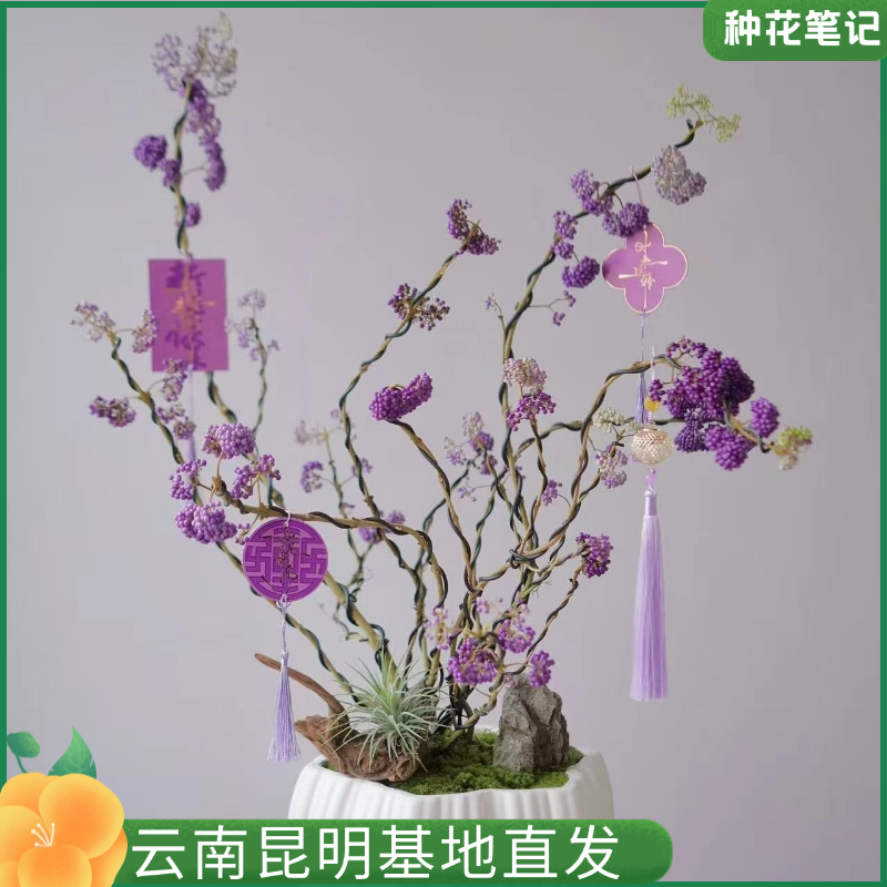 【紫珠】紫珠马鞭草科紫珠属落叶灌木叶落果常在紫气东来高级冷艳