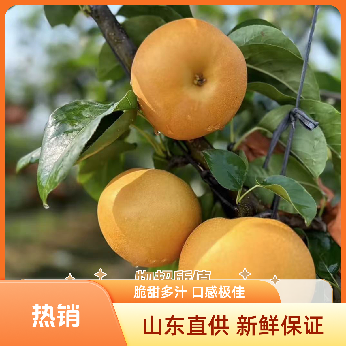 冰糖梨现摘现发脆甜多汁应季新鲜皮薄无渣头茬薄皮秋月梨鸭梨山东省