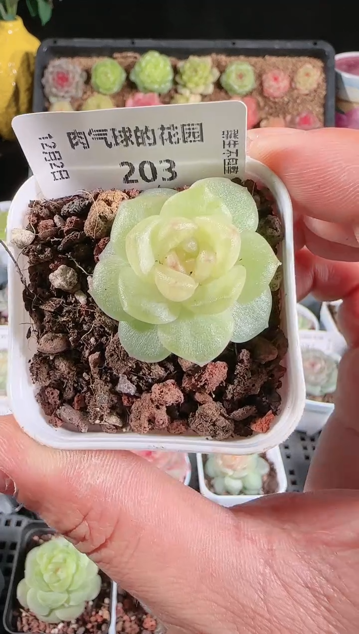 1202-203碧琉璃多肉群生不包整