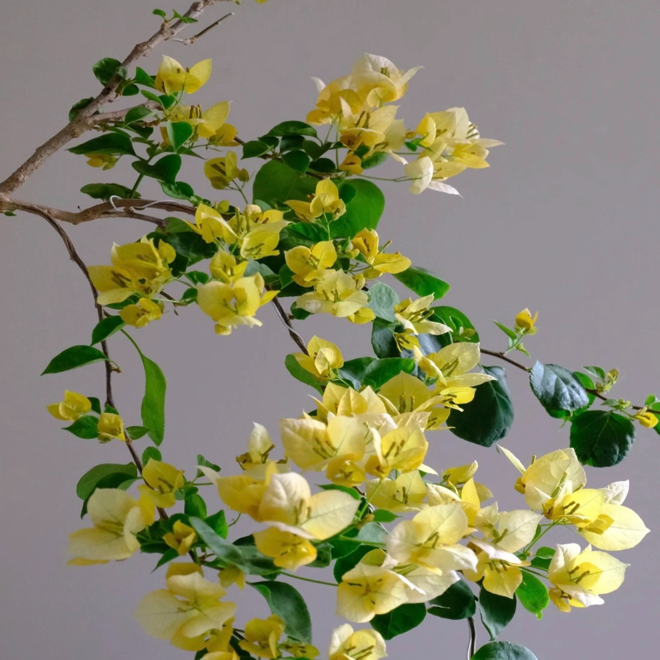 月朦胧（新品奶油黄配色）·三角梅花卉盆栽四季开花 勤花指数8颗⭐️