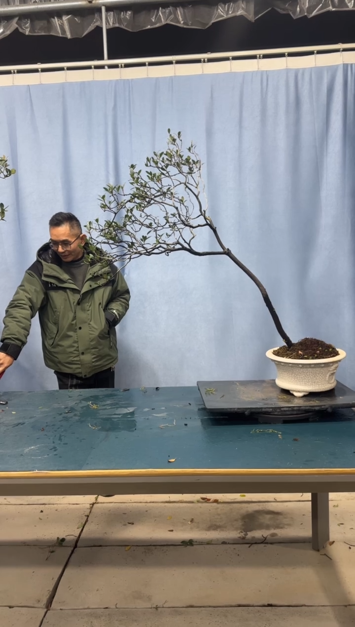 【闪购商品】盆景春花