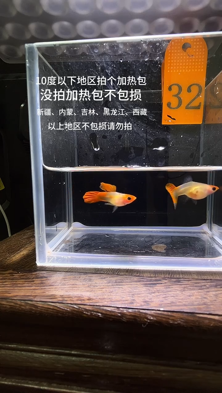 孔雀鱼深海蓝玻璃猫普通体32