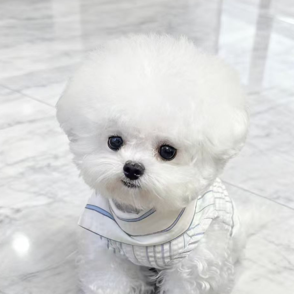 家有萌宠比熊 博美 泰迪 伴侣犬聪明温顺乖小狗超甜版宠物狗狗