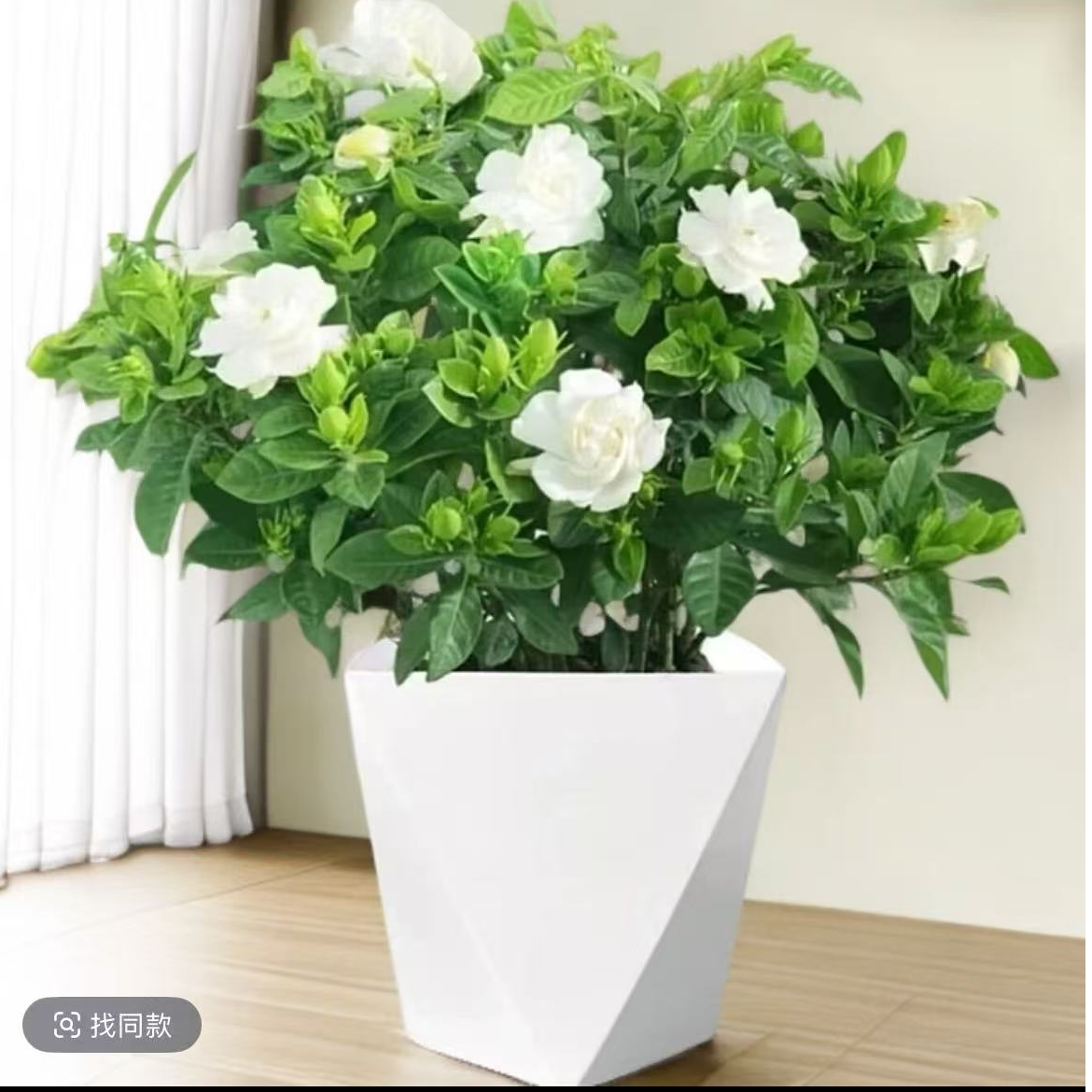 栀子花盆栽卉植物室内带花苞阳台绿植浓香型大树苗四季好养