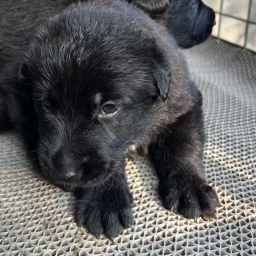 东德幼犬直播间选狗