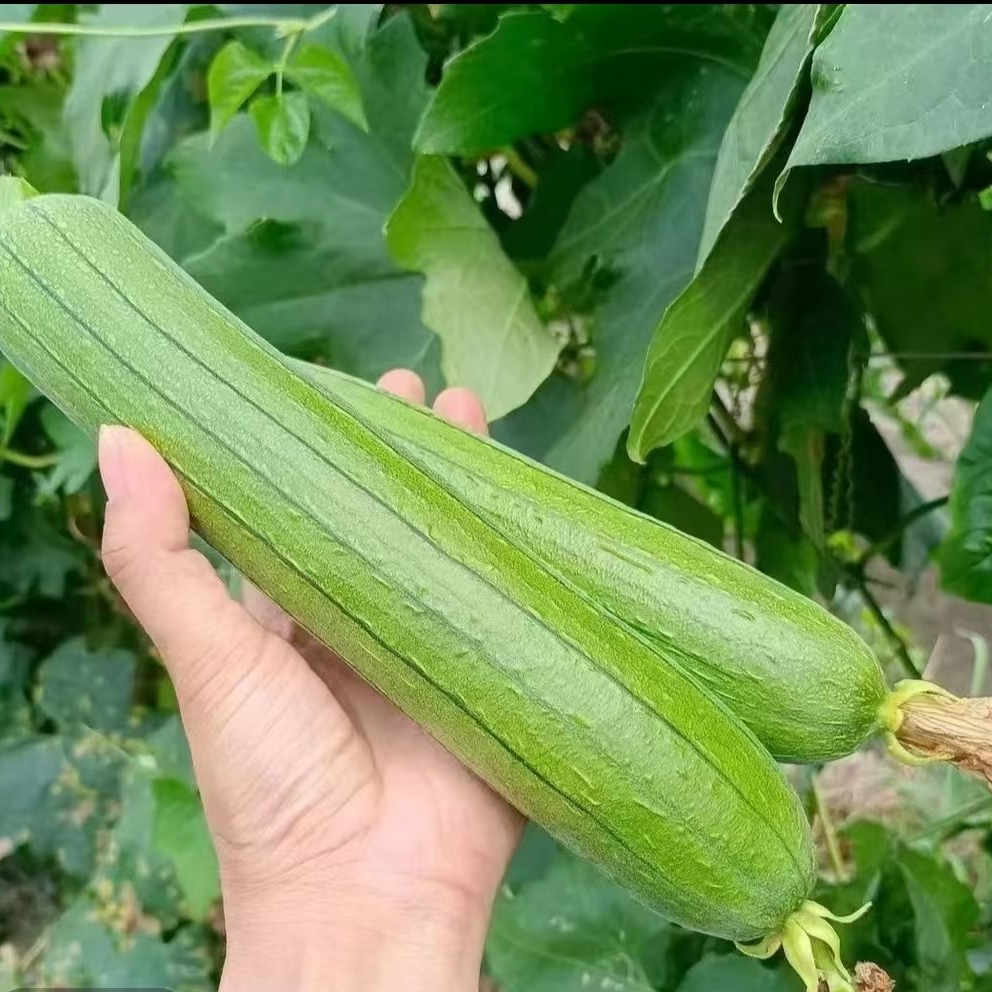 【顺丰包邮】苏北奶油香丝瓜现摘现发新鲜时令蔬菜（3斤~5斤·）