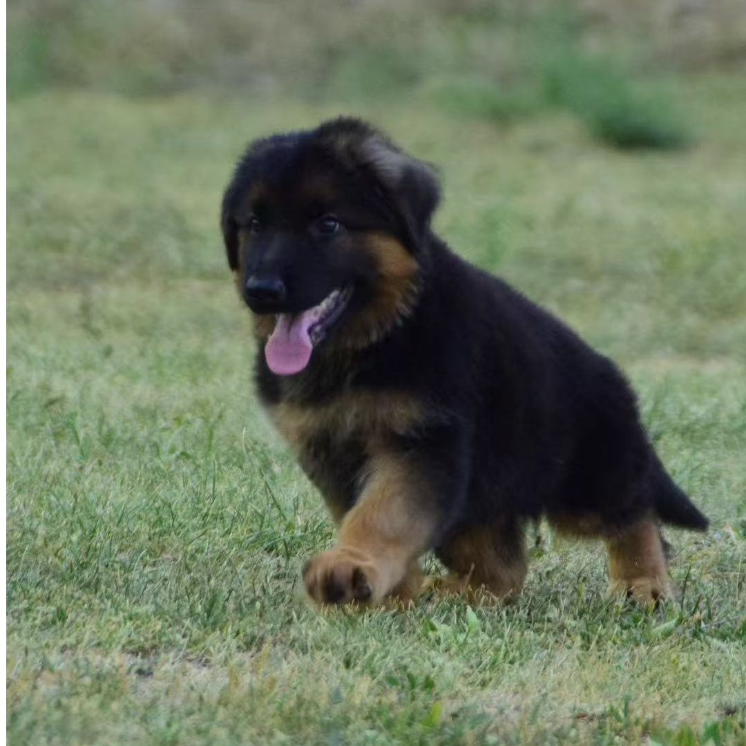 牧羊犬猎犬宠物活体萌宠大型犬