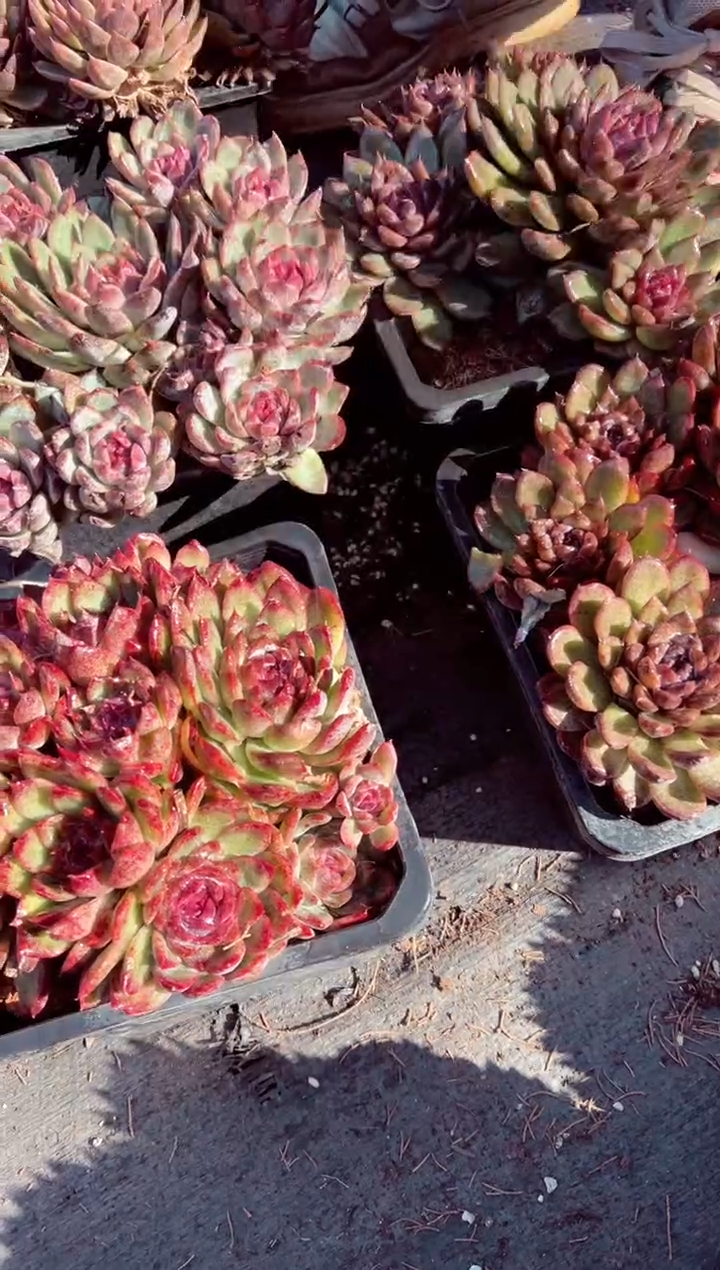 精品水晶大群美肉