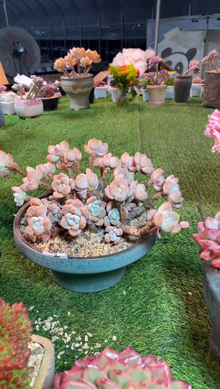 【闪购商品】0356a