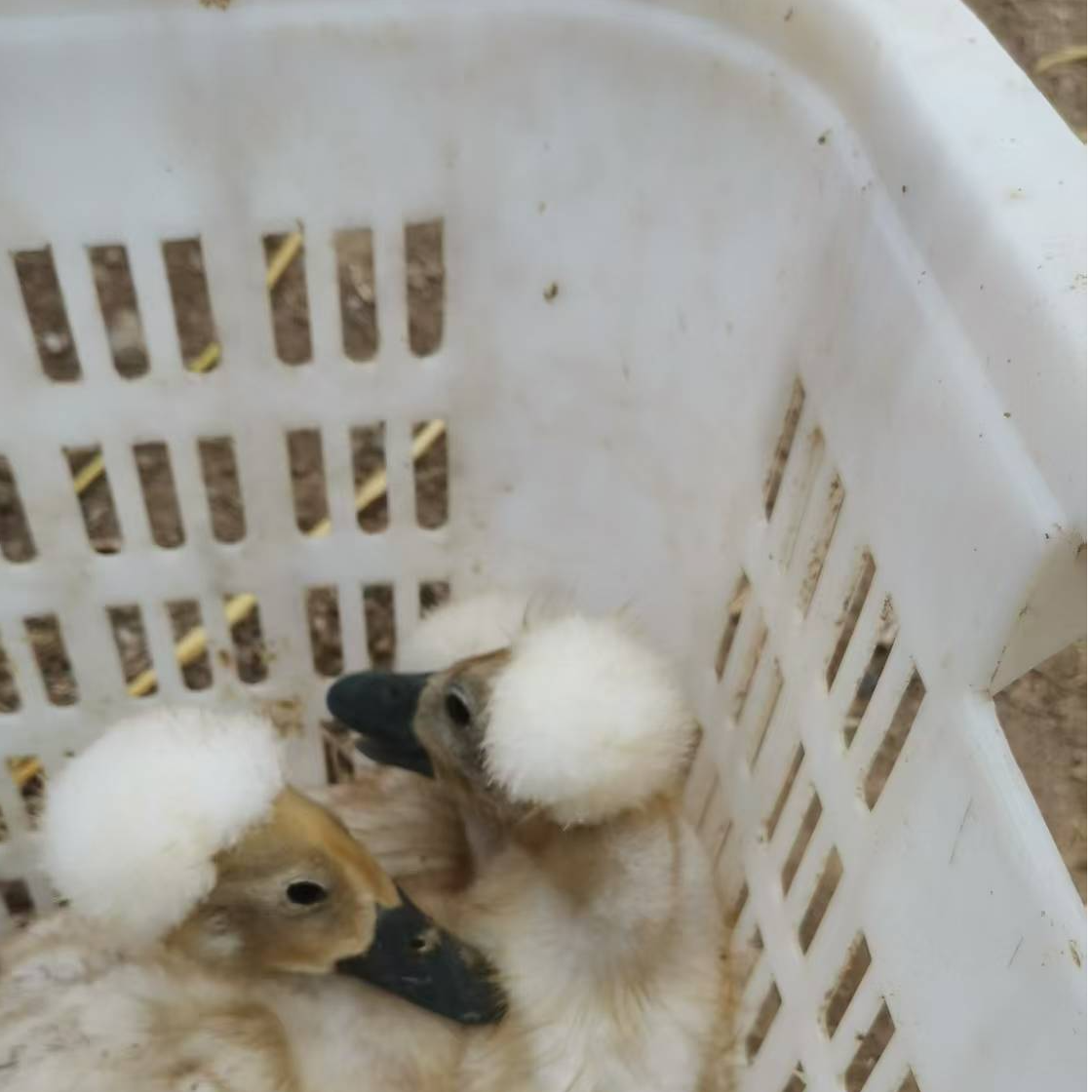 【粉丝福利】宠物鸭凤头鸭 拍3只 送 3只 到手 6只 包邮