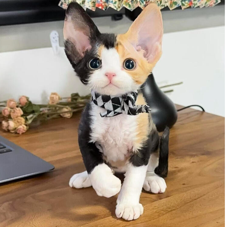 『德文金渐喵』猫猫活体链接保健康