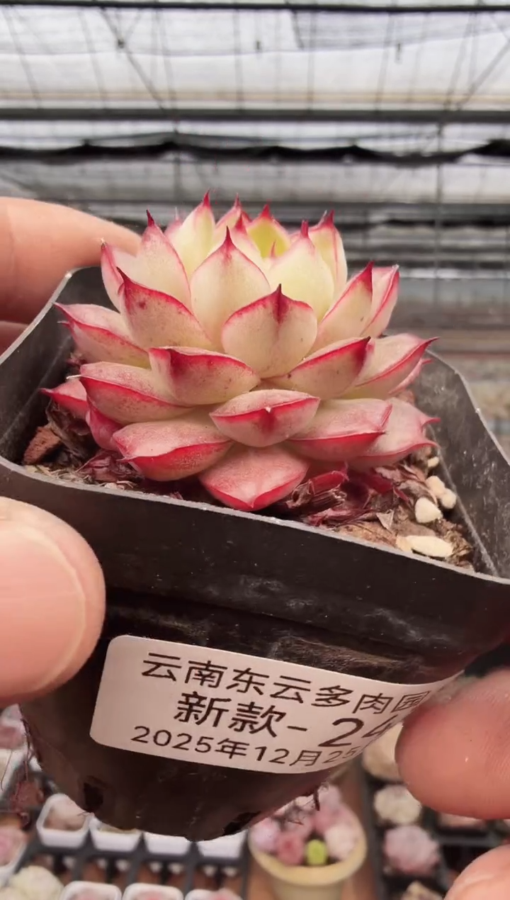 东云多肉园新款-247